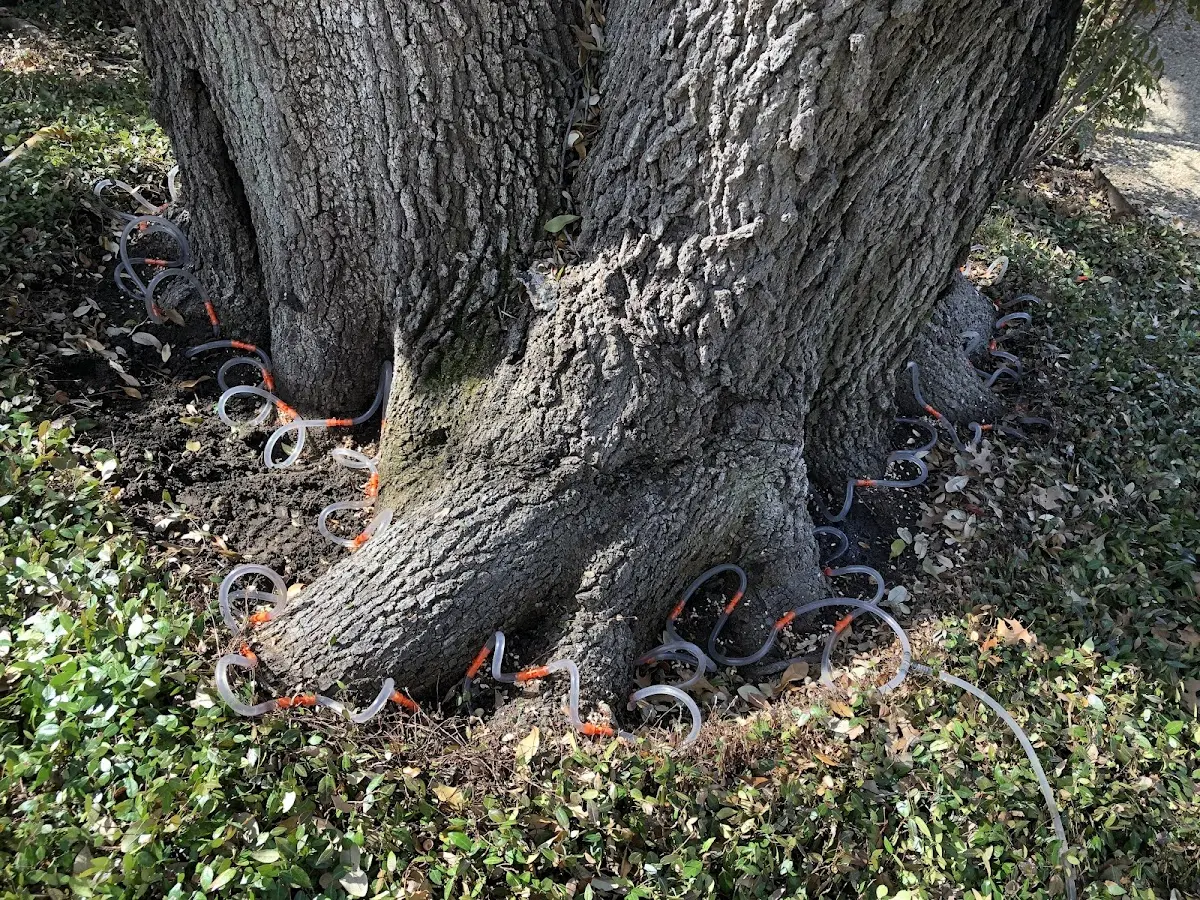 Detailed Tree Cabling and Bracing job site in Brownfield