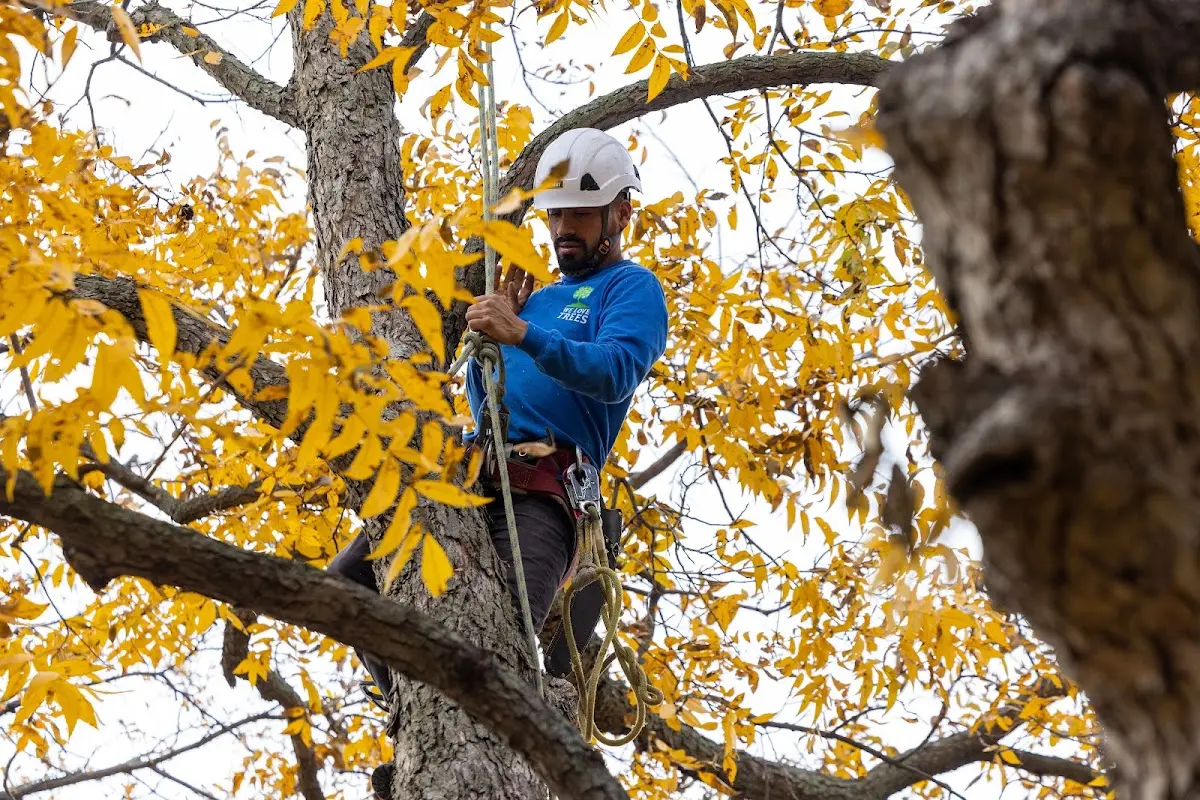 Skilled Dead Tree Removal crew working in Brownfield